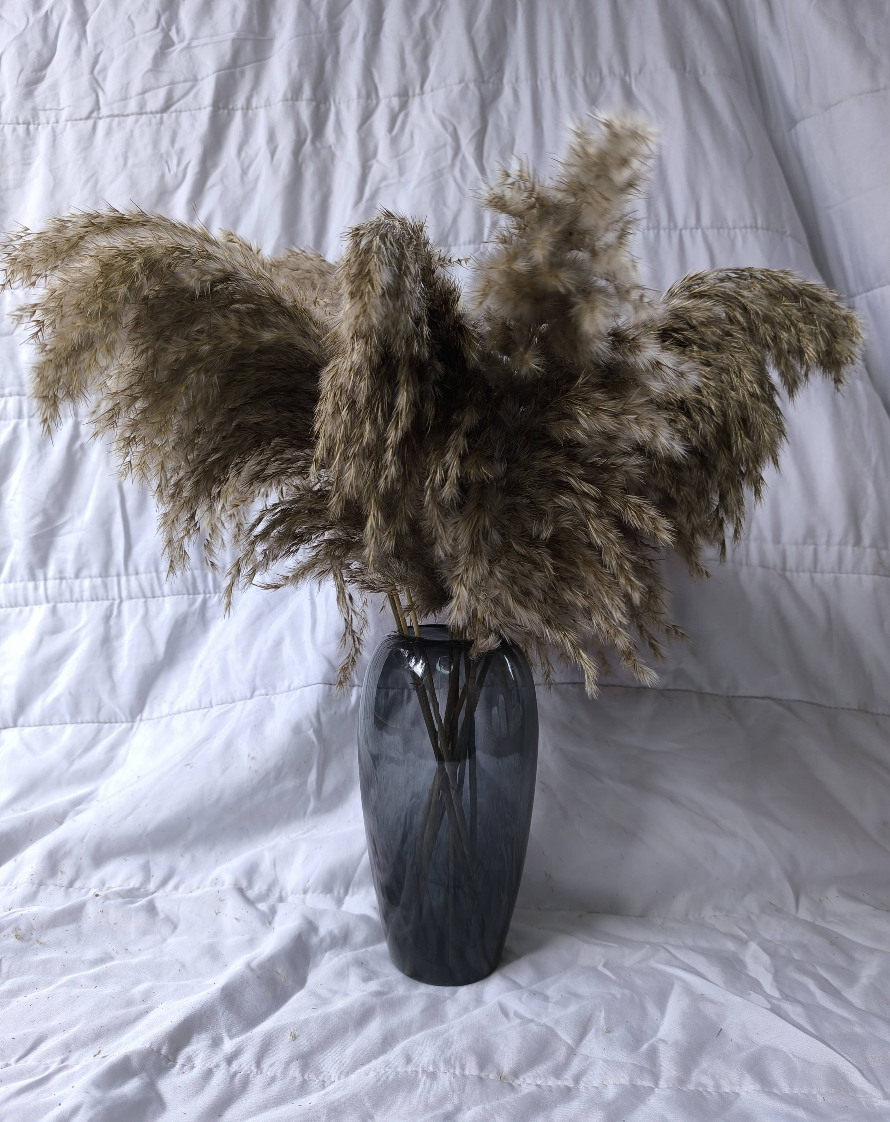Vase et pampa