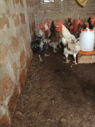 Poulet Goliath est coqs à vendre 